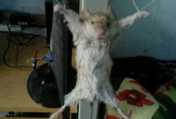 最新老鼠爆料视频播放网站,老鼠爆料带你探秘最新动态